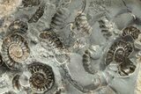 Ammonite (Promicroceras) Cluster - Marston Magna, England #216622-3